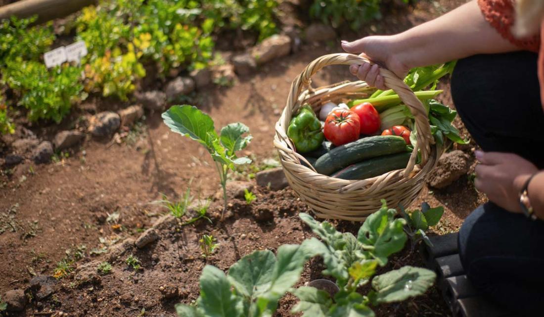 Eine Frau hält einen Korb mit regionalem Gemüse. (c) Kampus Production / Pexels