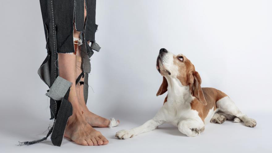 Hund blickt zu Mann mit zerfetzter Hose auf