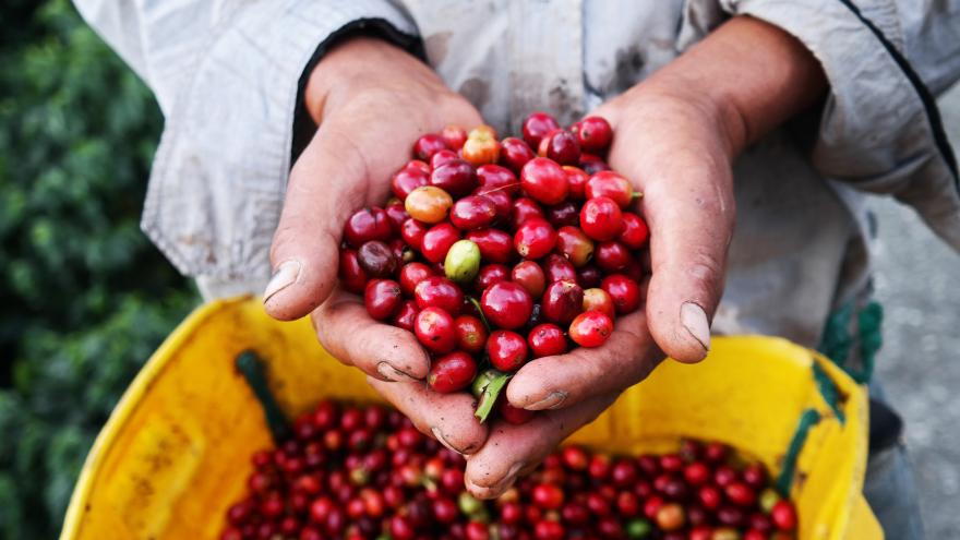 Ein Mensch hält geerntete reife Kaffeekirschen in der Hand