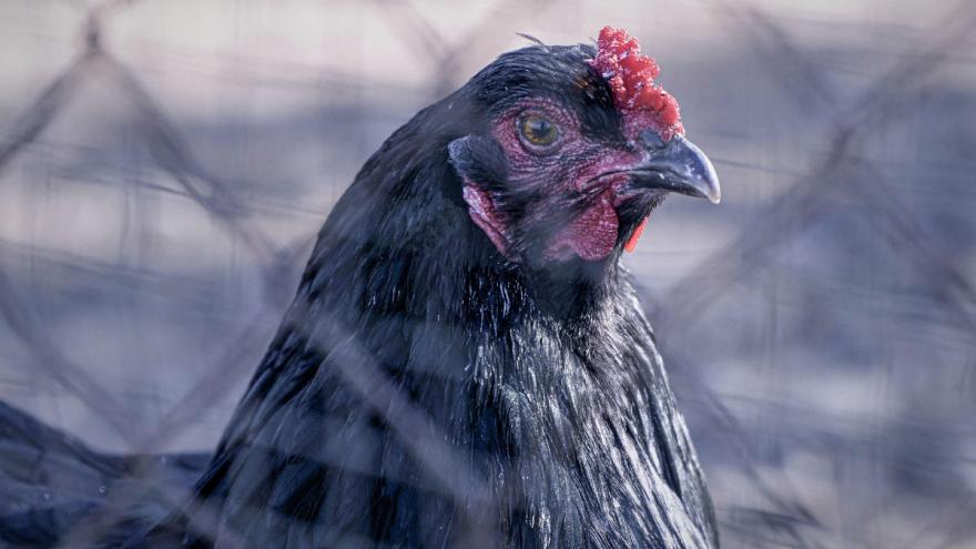 Foto eines Huhns hinter Maschendrahtzaun